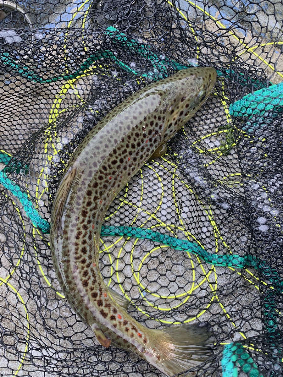 Irishflysup's tweet photo. Beautiful marked brown. Not often you see spots covering the back. https://t.co/P05ipWYVPy