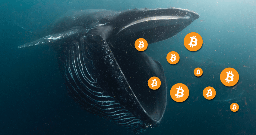 🔥INCREÍBLE🔥

La Ballena de #Bitcoin más grande del mundo 🐳🌍 (Fuera de Exchanges), ha comprado en lo que va de Julio más de 900 #BTC 🔥😱

Con los que ya suma un total de 132.323 BTC por valor de 2.860 millones de dólares💥🚀
