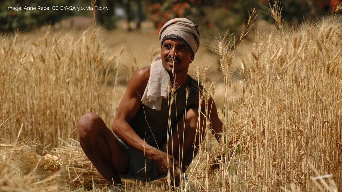 International Potato Center (@cipotato) on Twitter photo A new study from @cipotato is particularly relevant for developing countries like India because these countries are required to produce more food for expanding populations on land that is becoming increasingly less arable.
👉🏽 bit.ly/News-RaiseCrop
🔸 <a href="/Stanford/">Stanford University</a>
🔸 @ucsandiego A new study from @cipotato is particularly relevant for developing countries like India because these countries are required to produce more food for expanding populations on land that is becoming increasingly less arable.
👉🏽 bit.ly/News-RaiseCrop
🔸 <a href="/Stanford/">Stanford University</a>
🔸 @ucsandiego
