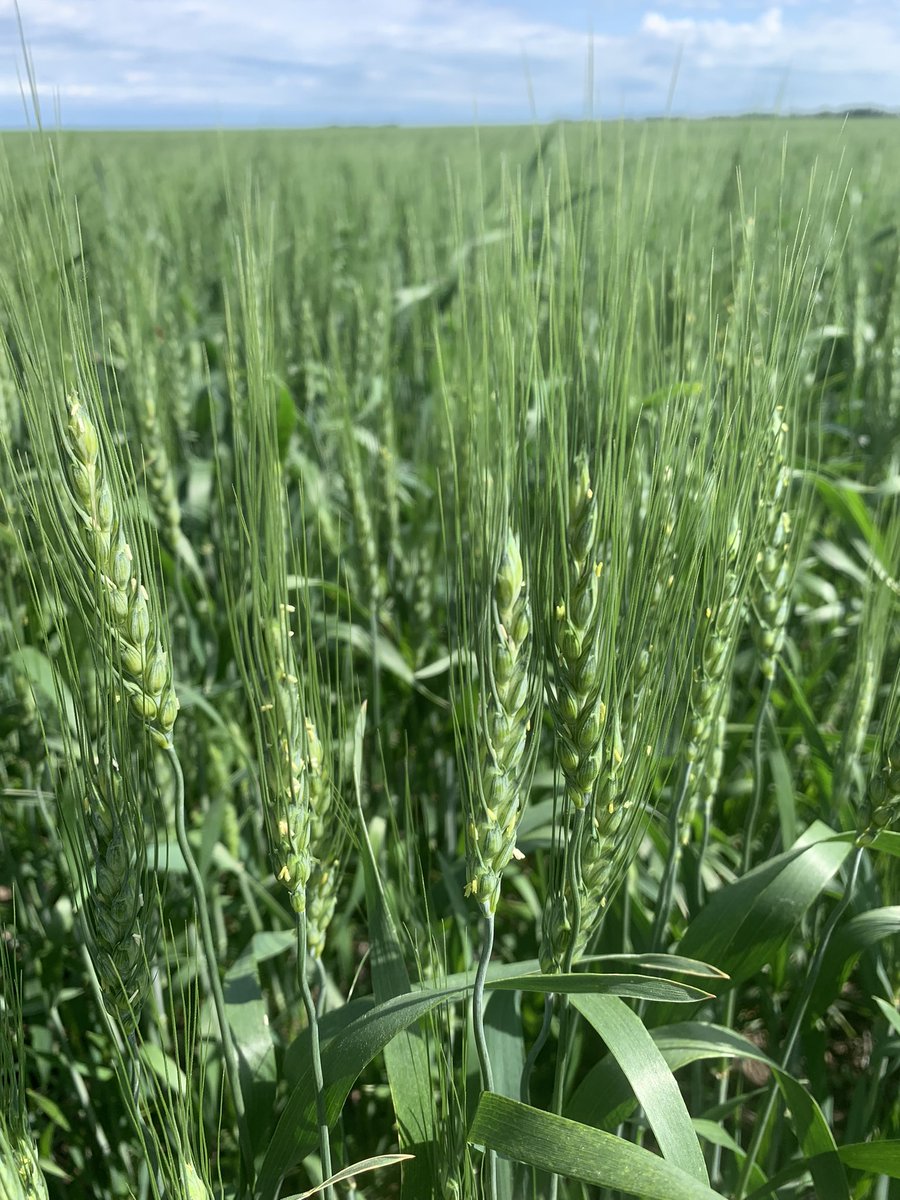 MeaghanRyersee's tweet image. It’s that time! Miravis Ace going down on this wheat to protect against FHB. #SimplyPowerful #fieldperformance @syngentacanada #MiravisAce♠️