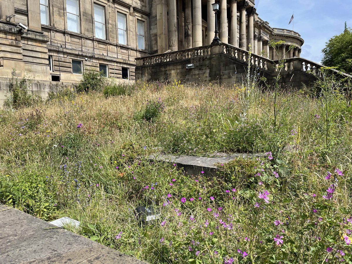 Round-headed Rampion is a seriously rare and threatened lil wildflower of chalk grasslands here in Britain. And so imagine my shock to find it in the middle of Liverpool at <a href="/World_Museum/">World Museum 🌎</a> in their wildflower garden, filled to the brim with wildflowers and insects 😍🌱