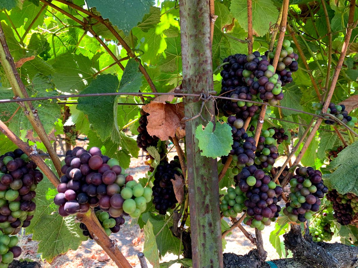 The beautiful harvest of Summer grapes ready to become the best wine that Napa has to offer. Come experience it with us! Book your Combo Napa/Sonoma Tour today at greendreamtours.com