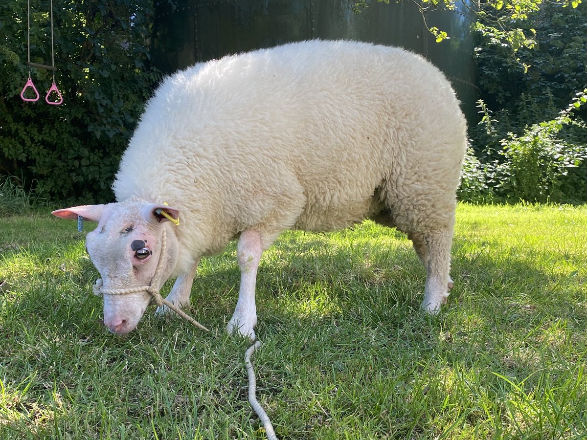 Rhiani's tweet photo. Arwen has been mowing the lawn for me. ๐ #charmoise https://t.co/mvn7stvbOE