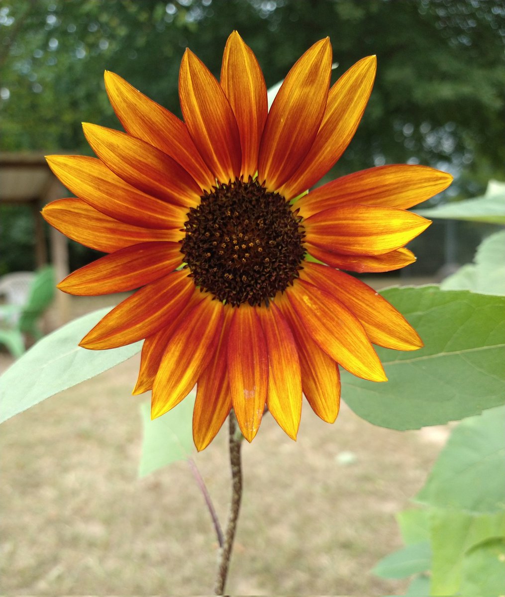 RachelRG's tweet image. Even with nightly waterings, the heat has been so hard on the sunflowers. They look a little sad, but are still fighting through it.
@Rusty_Garner
#sunflowers
#GardeningTwitter 
#heatwave