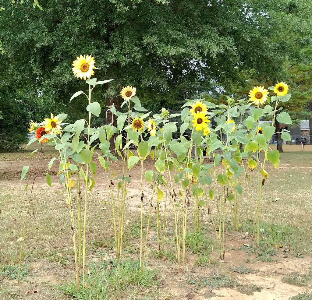 RachelRG's tweet image. Even with nightly waterings, the heat has been so hard on the sunflowers. They look a little sad, but are still fighting through it.
@Rusty_Garner
#sunflowers
#GardeningTwitter 
#heatwave