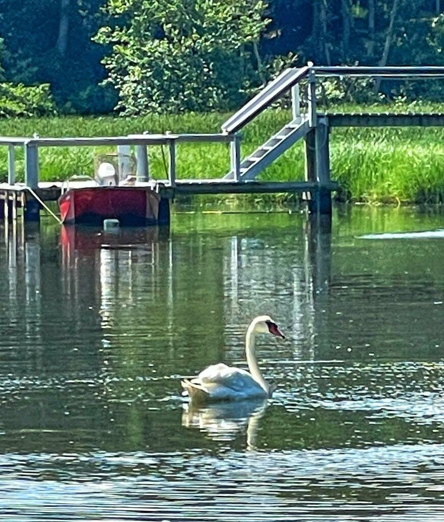 frankruel2's tweet image. Majestic white swan swimming on Crab Creek today …Swans are majestic, beautiful looking creatures. With really ugly temperaments. #swan #creek #capecodmagazine #friendsofbassriver instagr.am/p/Cf1qAg9O6NP/
