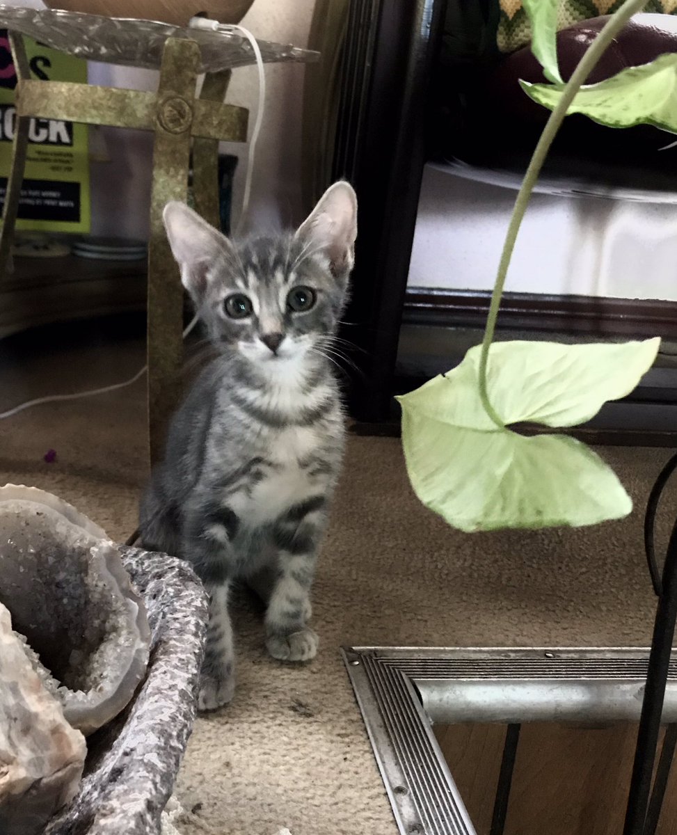 raffiizo's tweet photo. ¿Cómo le ponemos a esta preciosura? Yo digo que Gandalf the gray https://t.co/8CN9wqC9o9