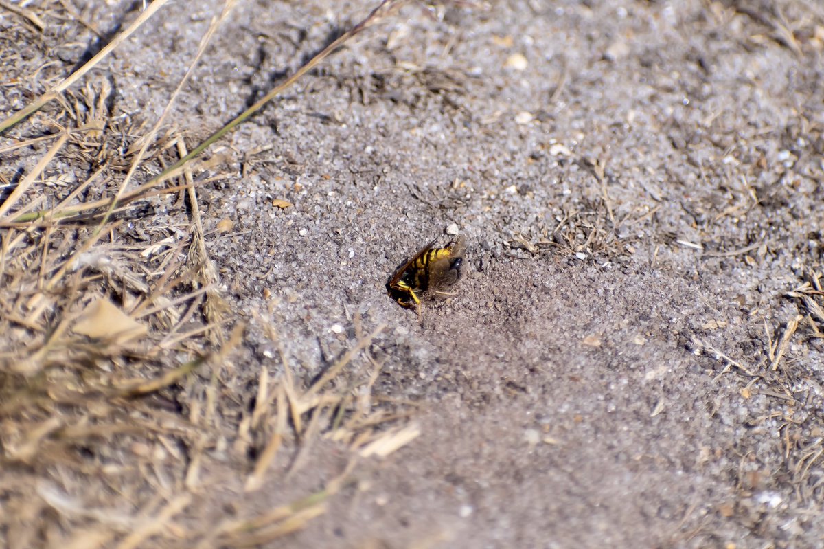 leeslater1990's tweet photo. Spent yesterday afternoon photographing this fascinating but brutal colony of Bee Wolves 

They paralyse honey bees and drag them underground where they’ll lay an single egg in a brood chamber for the young to feed on.

@NorfolkWT 

🐝🐺 

#wildlifephotography #nature https://t.co/nG9EUzy9YB