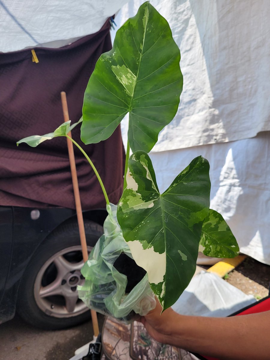 L3ndam0nita's tweet photo. Amigos consegui esta que creo es una planta elegante variegada, no fue barata pero era necesaria #domingo #lindasuculenta #variegada #DomingoDeGanarSeguidores https://t.co/FTVmp0i2NG