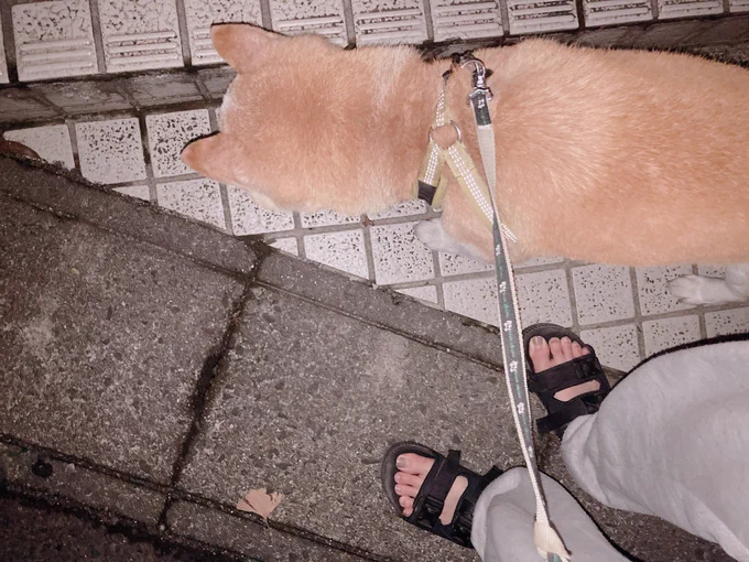 これはゲージで大暴れしたので急遽お外に連れ出されたお柴とお供の 