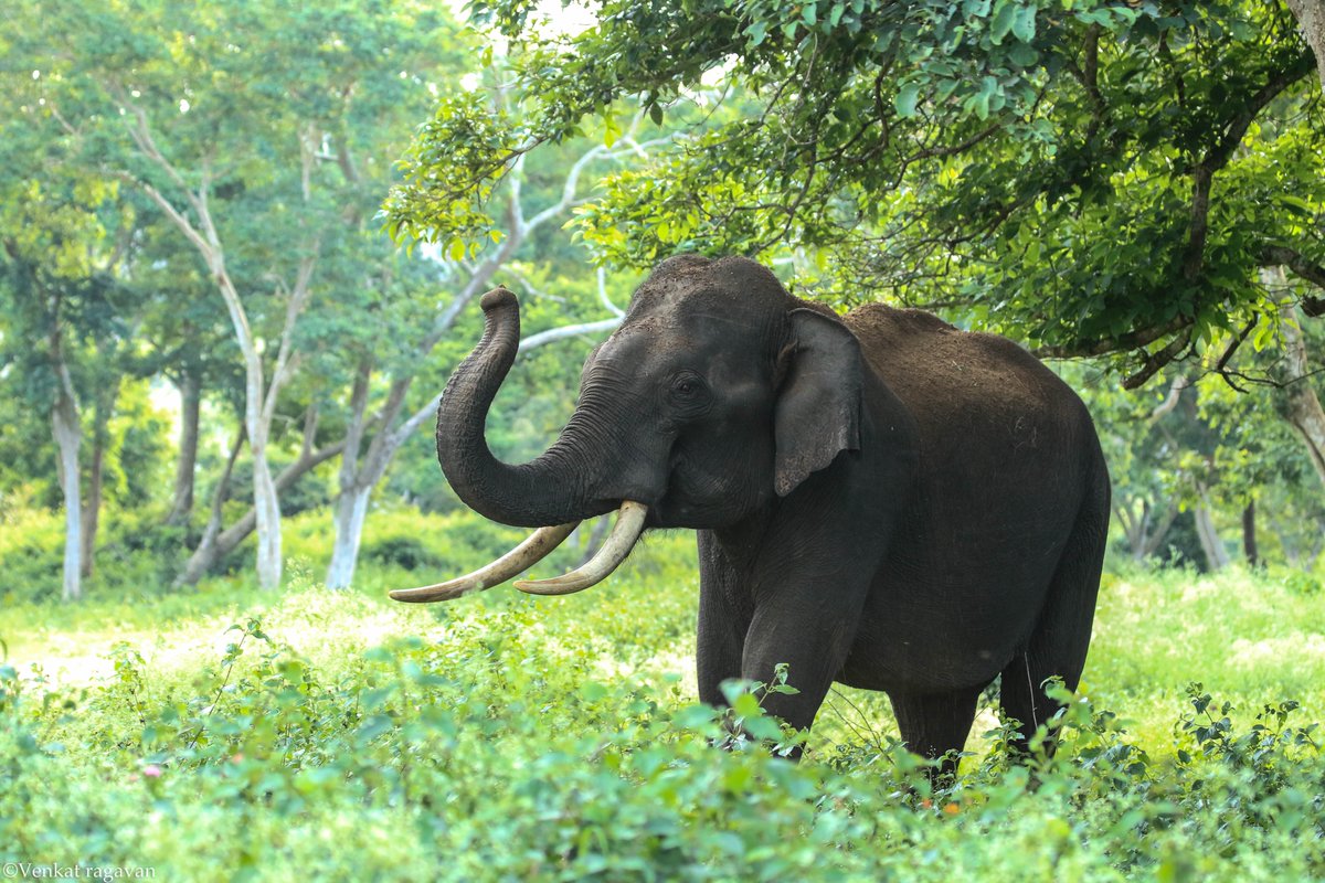 This July we delve into, "The Elephant in the Retirement Planning Room", in our latest blog article. 
.
.
#retirement #longtermcare #longtermcareinsurance #LTC #LTCI 
.
.
baygroupinsurance.com/blog/elephant-…