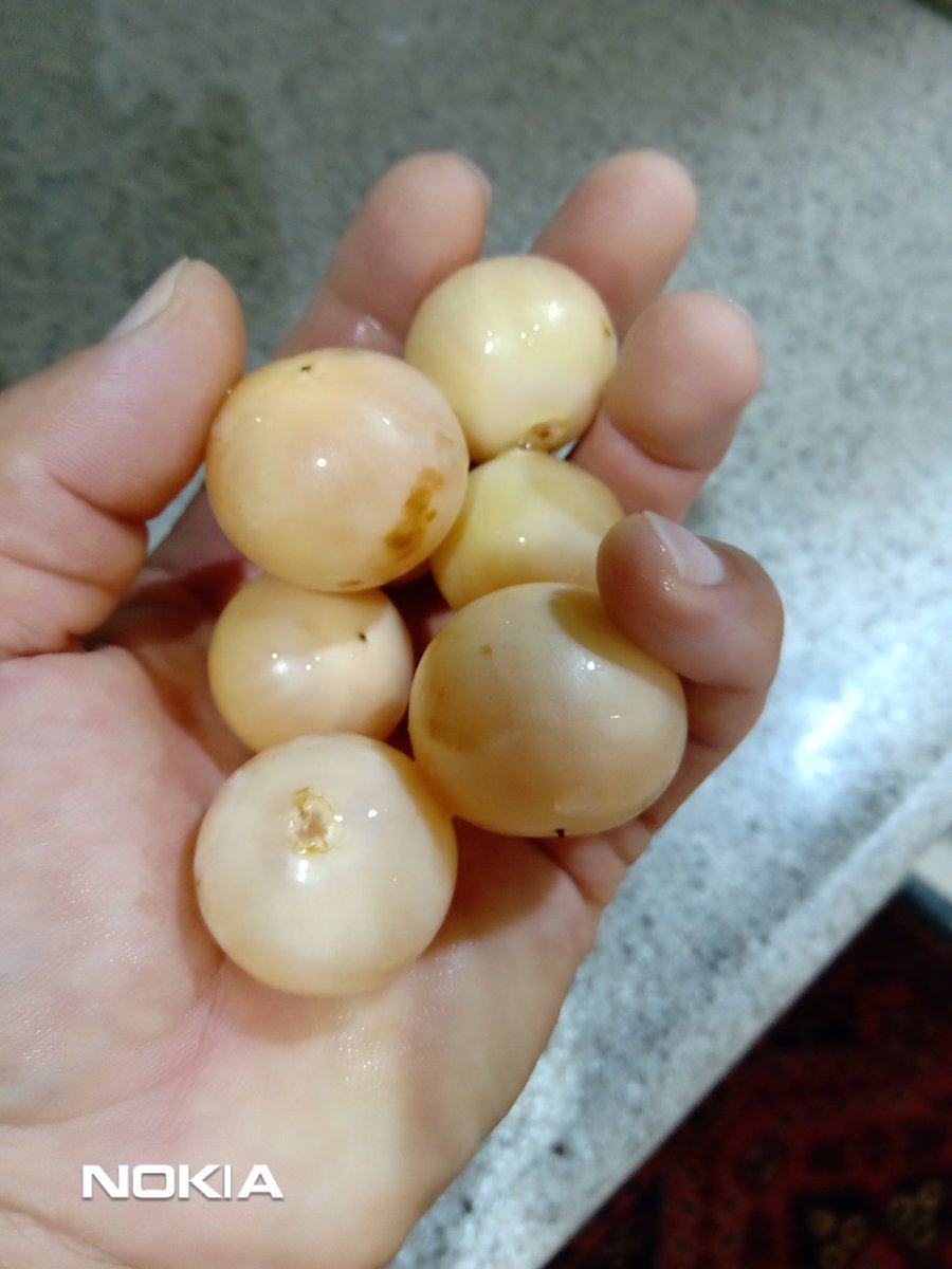 यो फल को नाम भानुस है