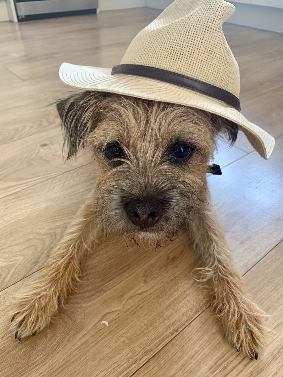 Jeff needed his summer hat today #dapperdog #btposse