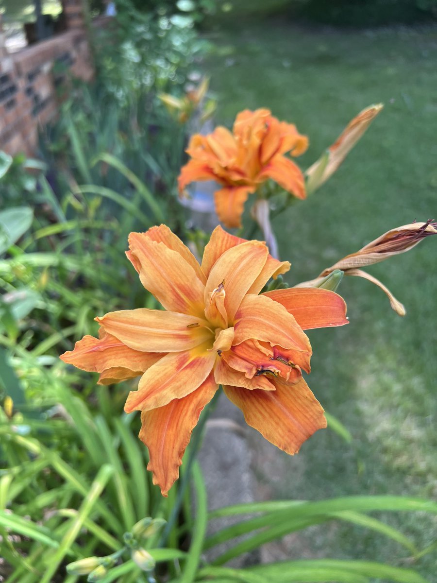 dp_pat's tweet photo. My Mother’s Day Lillies. https://t.co/EdQHsY73R9
