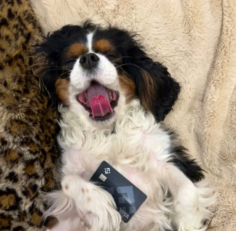 binance's tweet photo. Me dreaming of all of the things I can buy with my #Binance card. https://t.co/odoouLjTXp