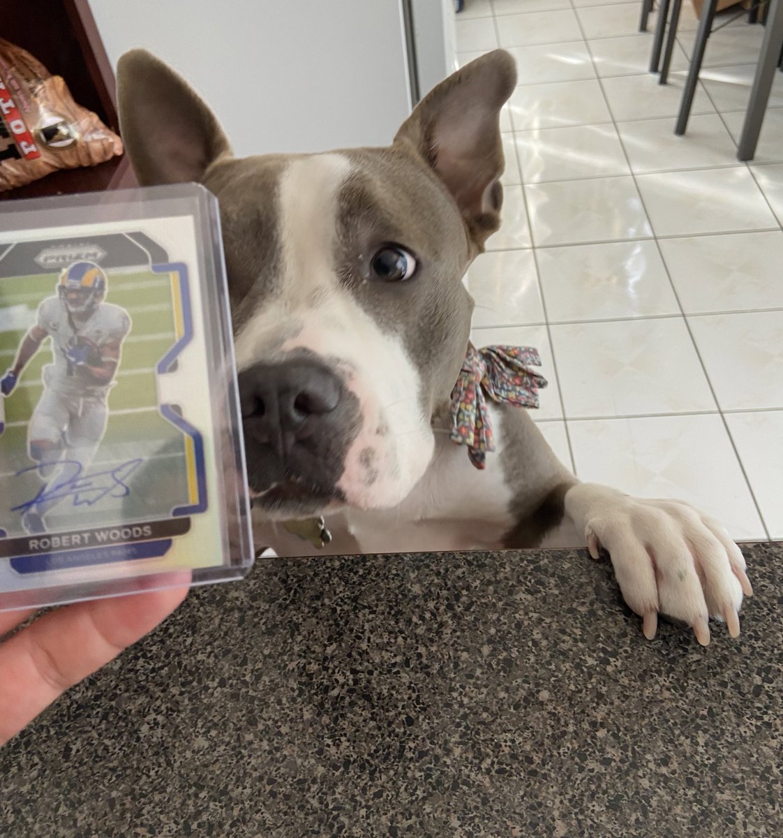 LosAngelesRam91's tweet photo. 😂😂😂 someone was as excited as I was for what came in yesterday
Have a good Sunday everyone
2 1/2 weeks till training camp
2 months till week 1 …
🔵🟡🤟🏼🐏🎉🏆
#RamsHouse #RunItBack #NFLPrizm #sportscards #BobbyTrees #Ramily @RamsNFL @RampageNFL @robertwoods https://t.co/DJZvhGOBl0