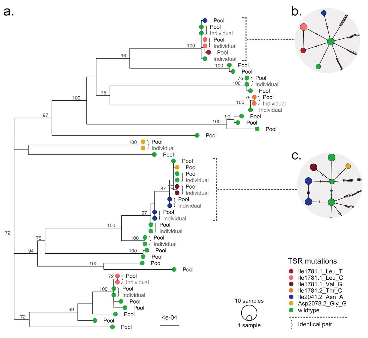 malacopa_genome's tweet photo. We focus on diagnosing #herbicideresistance in weeds, one of the central issues in modern agriculture.
We amplified the 13.2 kb #ACCase gene in #blackgrass in individuals and pools. In the latter, we were able to correctly resolve haplotypes that differed by a single mutation. https://t.co/CthdwsNcmM