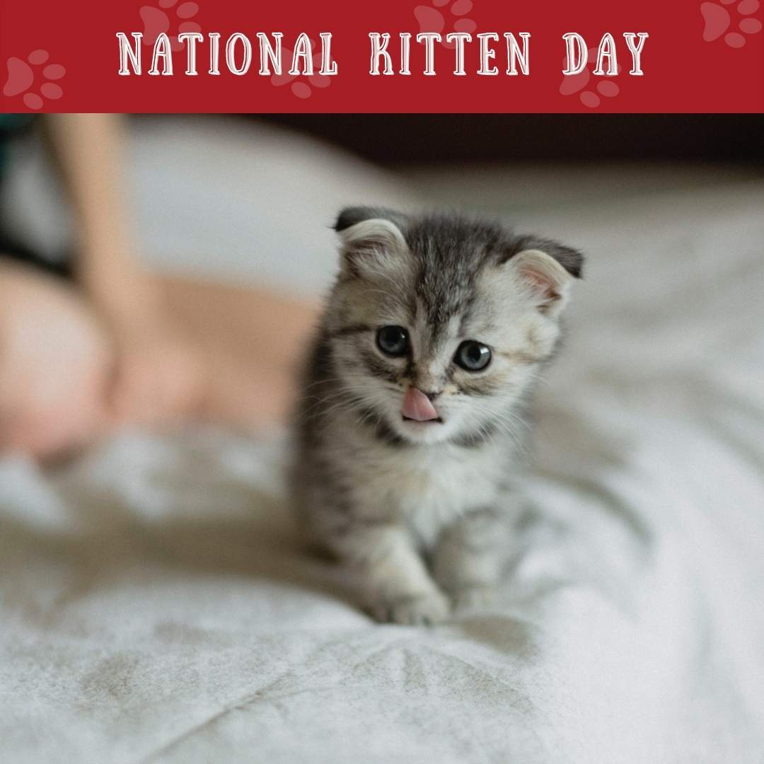 jcvet_hospital's tweet image. Happy #NationalKittenDay! Keep your fur baby healthy by feeding them at least 3x's daily. Include nutritious snacks, like boneless fish &amp;amp; cooked egg yolk. #KittenTips