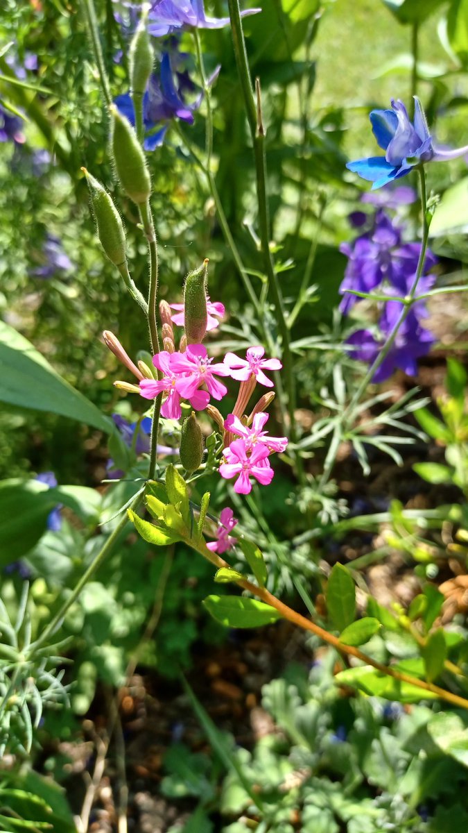 joanjet761's tweet image. These sweet little silene armeria or none so pretty catch fly have been reseeding on this property forever. It amazes me. My grandma liked them. Does she know they continue to bloom in her flower beds? I like to think so. #sweetwilliam #catchfly #silenearmeria