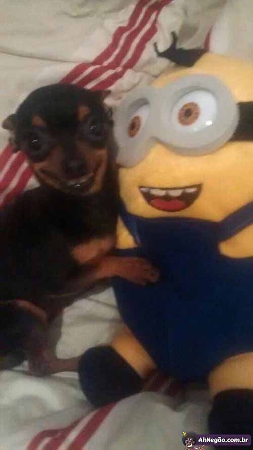 puppymateapp's tweet photo. made a tinder for dogs cuz my girl needs a real man not a minion https://t.co/hL82v6PMhZ