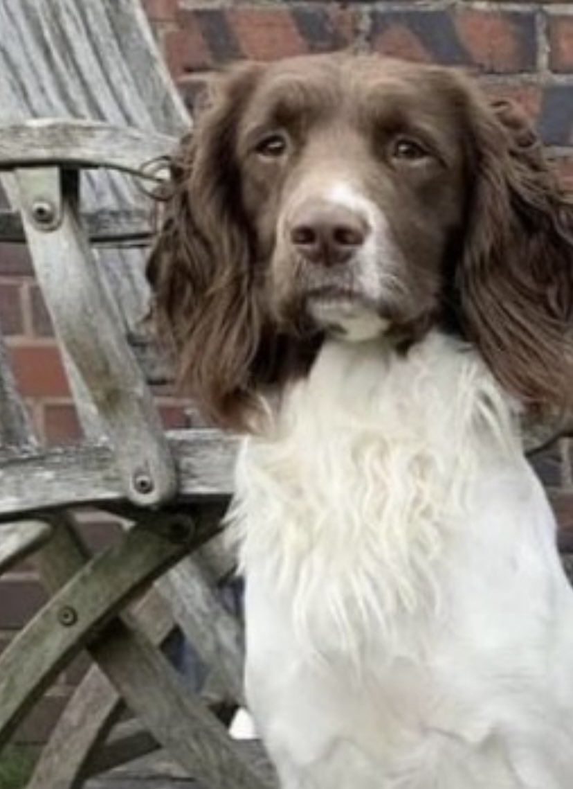 rosieDoc2's tweet photo. *13:45 UPDATE** Nelly was hit by a car before 7am then ran towards poplar hill..seen on hunts close, any sightings please let me know,a £500 reward for finding her!
MISSING IN #STOWMARKET/ #PIKESMEADOW she’s my nephews dog

https://t.co/a7dhueNH0y

https://t.co/WaQHfmwxfF https://t.co/moHBAxEu0T