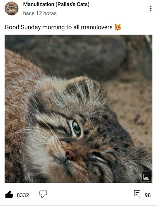 #HappyCaturday https://t.co/jHqKJ7K05q<a href="/tag/happycaturday"class="tags">#HappyCaturday</a>