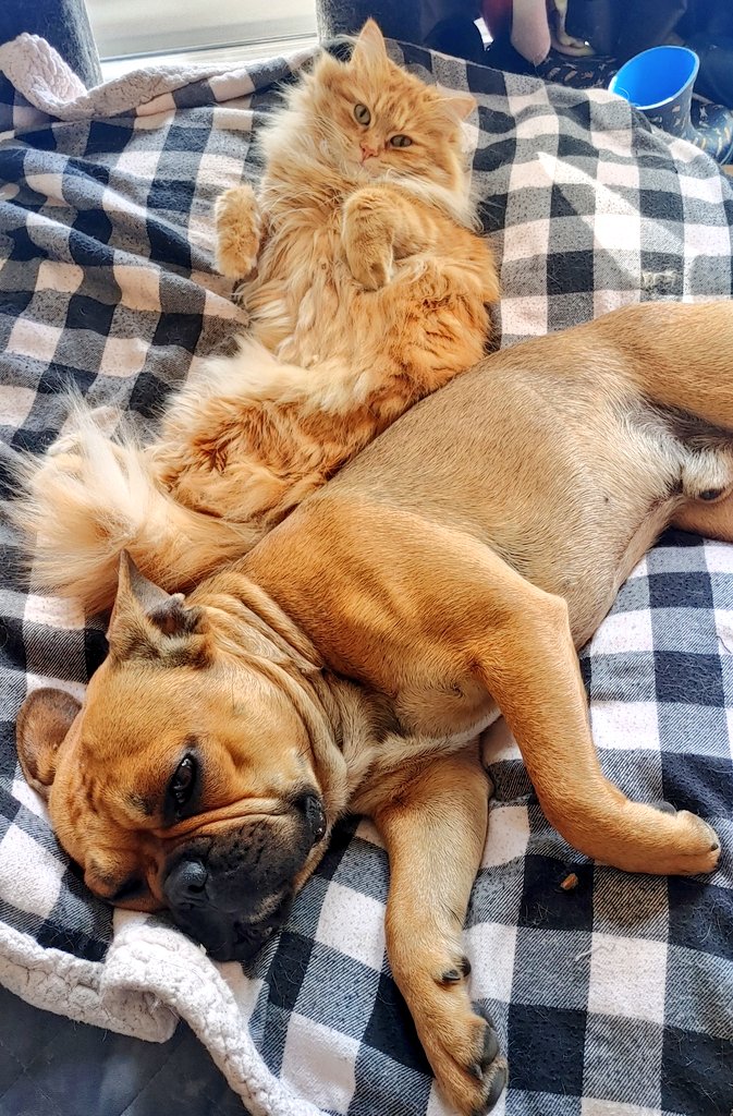 oscarindacity's tweet image. Making new cuddle buddies ☺️
#oscarindacity #dogsoftwitter