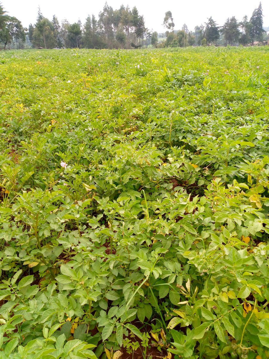 Yooh mnakumbuka nkiwashw narudi back to potato business? Well, I am back. Location, Kaptagat
 Price 2200 a sack.

If it is possible, naeza taka msee anachukua zote
 One and half acres. Roughly 100 bags itatoka hapa.

Kindly RT. My customer nko sure ako TL yako.
