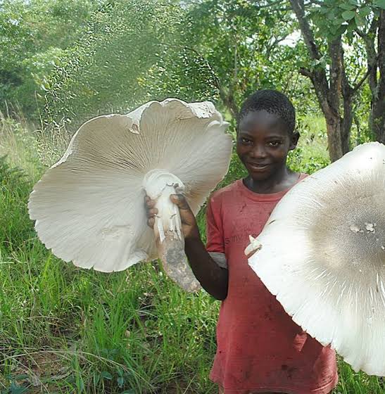 Africa Facts Zone on Twitter: "The world's biggest edible mushroom,  termitomyces titanicus is found in Zambia and DR Congo (Katanga Province).  https://t.co/yM7yTTmhf9" / Twitter