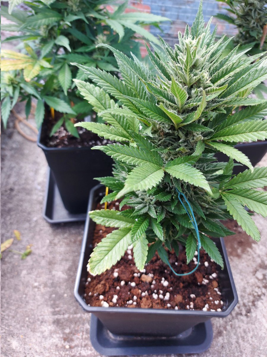 Ju_bps's tweet photo. Bruce Banner Auto ๐จโ๐พ๐จโ๐พ๐ฒ๐ฒ @sweetseeds_es - ๐ Day 70 - Outdoor ๐๐ - #Sweetseeds #BBauto #BruceBanner #Hulk
https://t.co/qNTSnMnb35 https://t.co/4WqH82WDHT