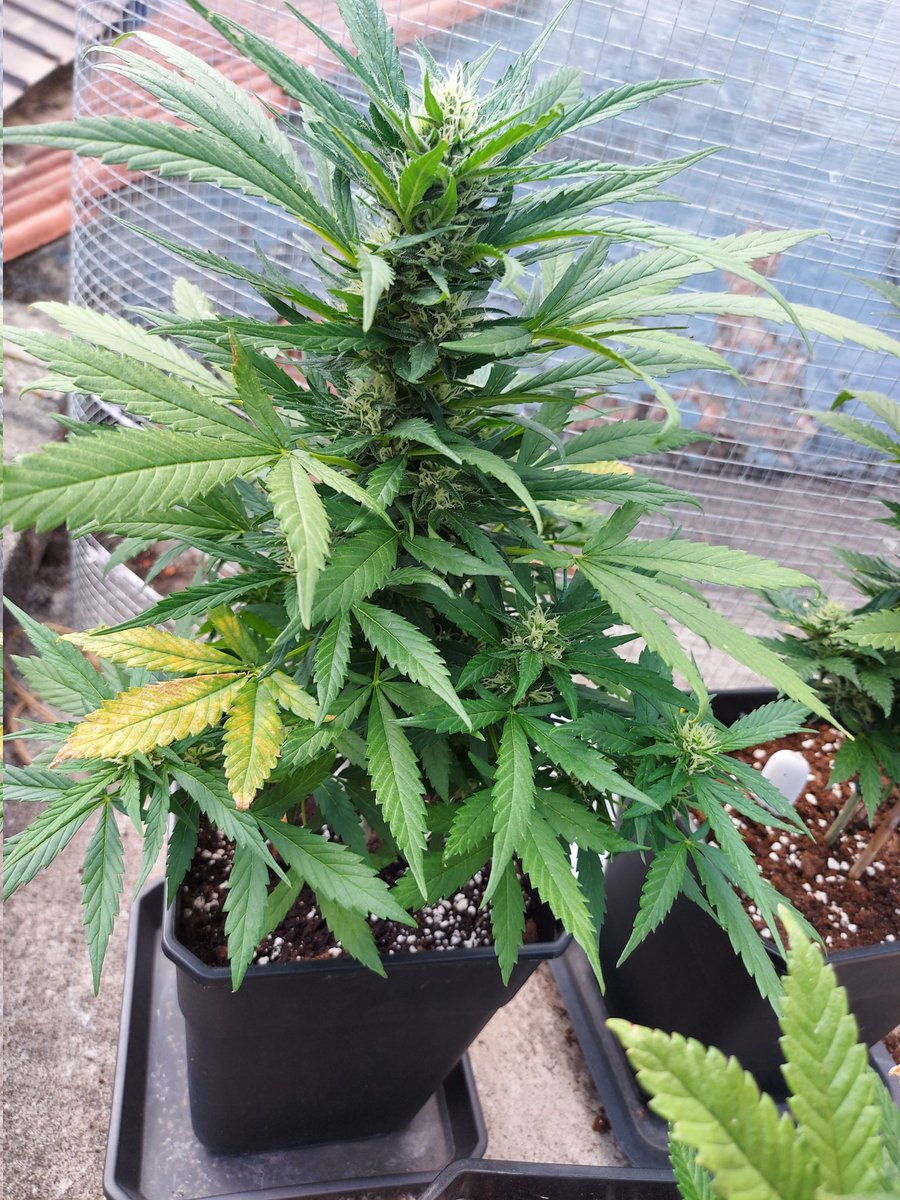 Ju_bps's tweet photo. Bruce Banner Auto ๐จโ๐พ๐จโ๐พ๐ฒ๐ฒ @sweetseeds_es - ๐ Day 70 - Outdoor ๐๐ - #Sweetseeds #BBauto #BruceBanner #Hulk
https://t.co/qNTSnMnb35 https://t.co/4WqH82WDHT