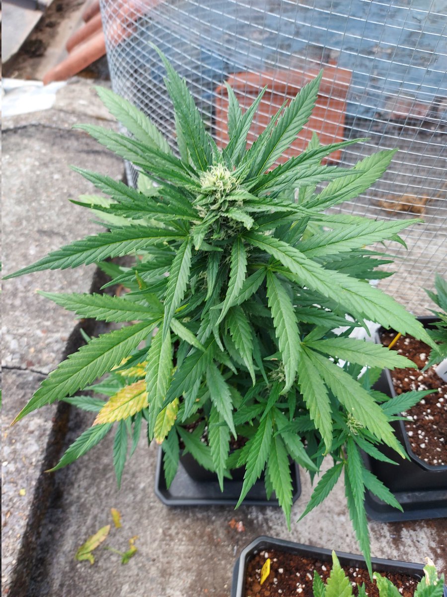 Ju_bps's tweet photo. Bruce Banner Auto ๐จโ๐พ๐จโ๐พ๐ฒ๐ฒ @sweetseeds_es - ๐ Day 70 - Outdoor ๐๐ - #Sweetseeds #BBauto #BruceBanner #Hulk
https://t.co/qNTSnMnb35 https://t.co/4WqH82WDHT
