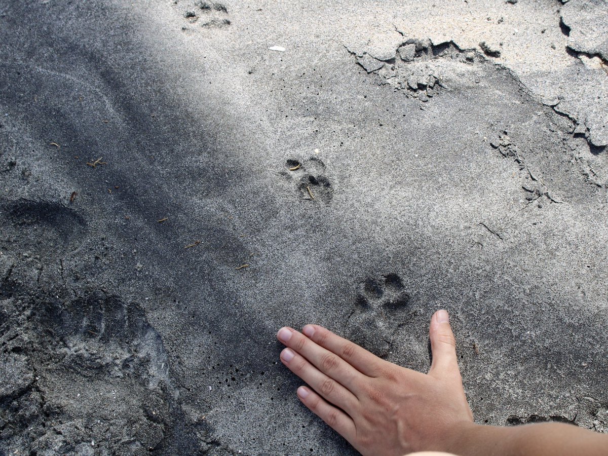 Mammalogists, what do you think?
Bobcat tracks?
Seen at Botany Bay in mid June