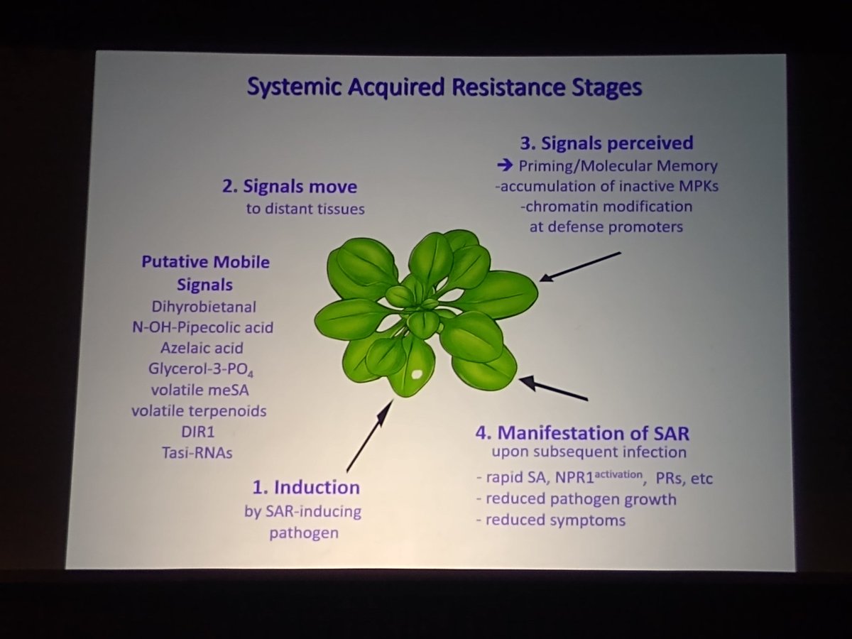 PlantTeaching's tweet photo. Final speaker in this session is Robin Cameron who will speak on "The surprising links between age-related resistance(ARR) and systemic acquired resistance (SAR)". I'm looking forward to this, I don't know much about ARR!  #PlantBio2022 @RobinKCameron1 https://t.co/X3Q82fvhDs