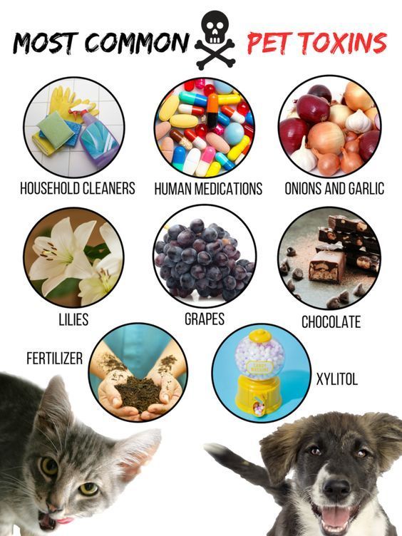 HealthCare_Pets's tweet photo. Make sure to keep these common #petpoisons far out of reach from cats and dogs.
For vet-approved info on foods that are toxic for pets: https://t.co/phyTALMqmt
.
.
.
.
#PetToxicity #PetPoison #PetPoisoning #PetPoisonings #PetSafety #PetHazard #PetHazards #PetHealth #PetToxins https://t.co/0LKOt0mkKE