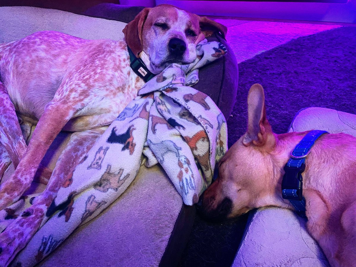 ThatJasPatrick's tweet photo. They’re hard at work, feeling productive on a Sunday.
Snoring to make life harder on their Deddy. 😐
I think their studio experiences are more relaxing than mine… 🤔
#studiodogs #voiceacting #snoringdogs #sundaywork https://t.co/uVNd54md0E