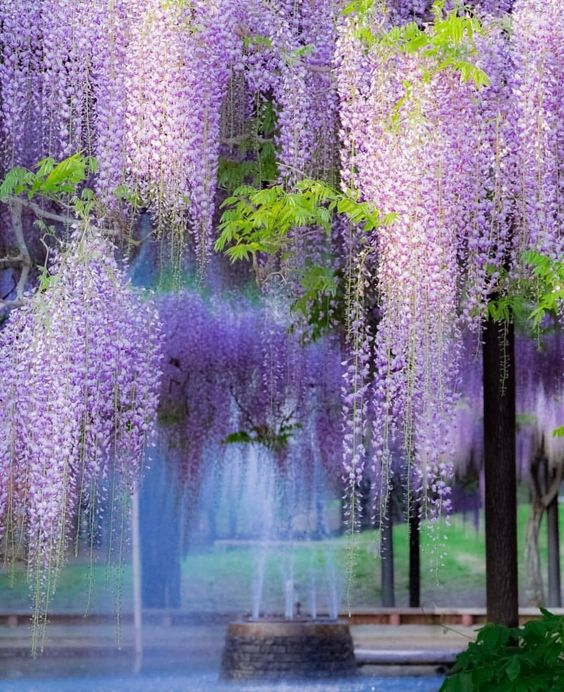 lavieestbelIe's tweet photo. Wisteria https://t.co/T3CvSLqCZ5