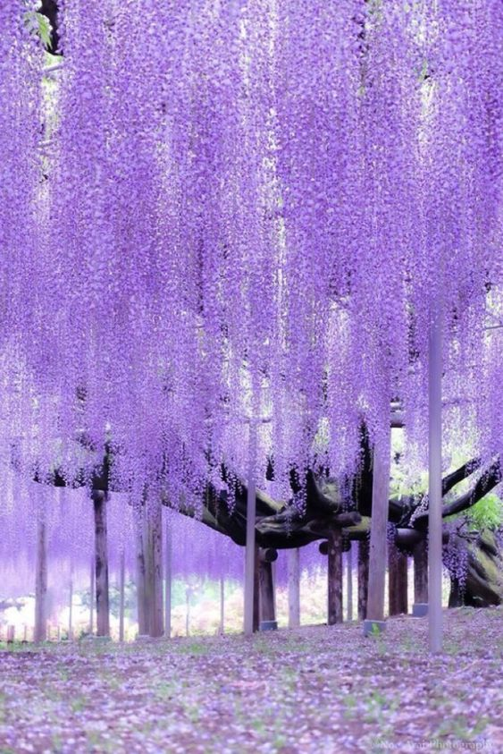 lavieestbelIe's tweet photo. Wisteria https://t.co/T3CvSLqCZ5