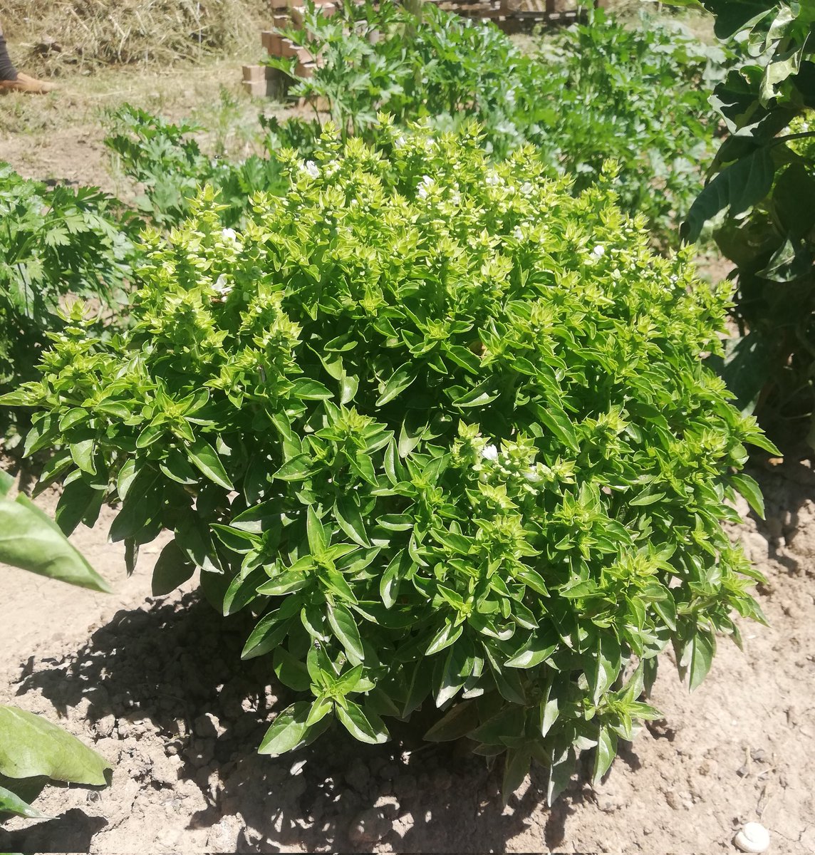 elsa_elsinky's tweet photo. #Gratal #albahaca #Huesca🆒 #LaSotonera @Huesca_LaMagia @DescubreHuesca https://t.co/lKSrciJ7q0