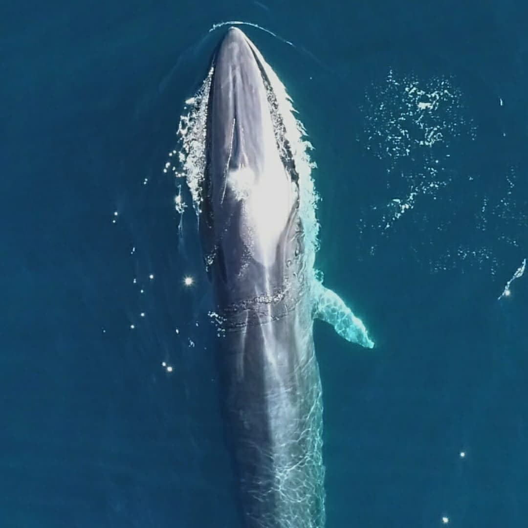 IWDGnews's tweet photo. Fin whale captured on IWDG drone by Miguel Blázquez Hérvas during WhaleTrack Ireland project fieldwork this weekend. Drones being used to estimate length and condition of fin and humpback whales in Irish waters https://t.co/KH6mO4pjOV