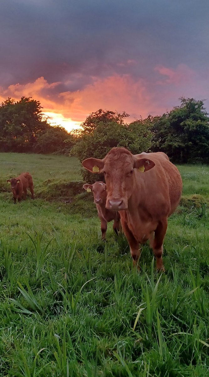 teagasc's tweet photo. The third prize in the Teagasc Beef Photo Competition went to Kieran Beirne from Boyle, Co. Roscommon. When the photograph was taken, the cows had just moved into their new paddock and were enjoying the evening sunset. More here https://t.co/JxWPQNYiaq #BEEF2022 @TeagascBeef https://t.co/E5ZUkvtlGW