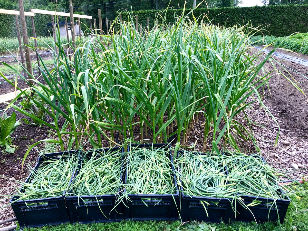 EastRidgeFarms's tweet photo. Round two of #garlicscapes are cut and in the farmstand now! They are a fantastic substitute for our garlic while you’re waiting for it to arrive this year.
#farmdirect #farmtotable #local #natural #garlic #food #buybc #bcfarmfresh #supportlocalfarmers #sustainablefoodsystems https://t.co/IdnX9snbN5