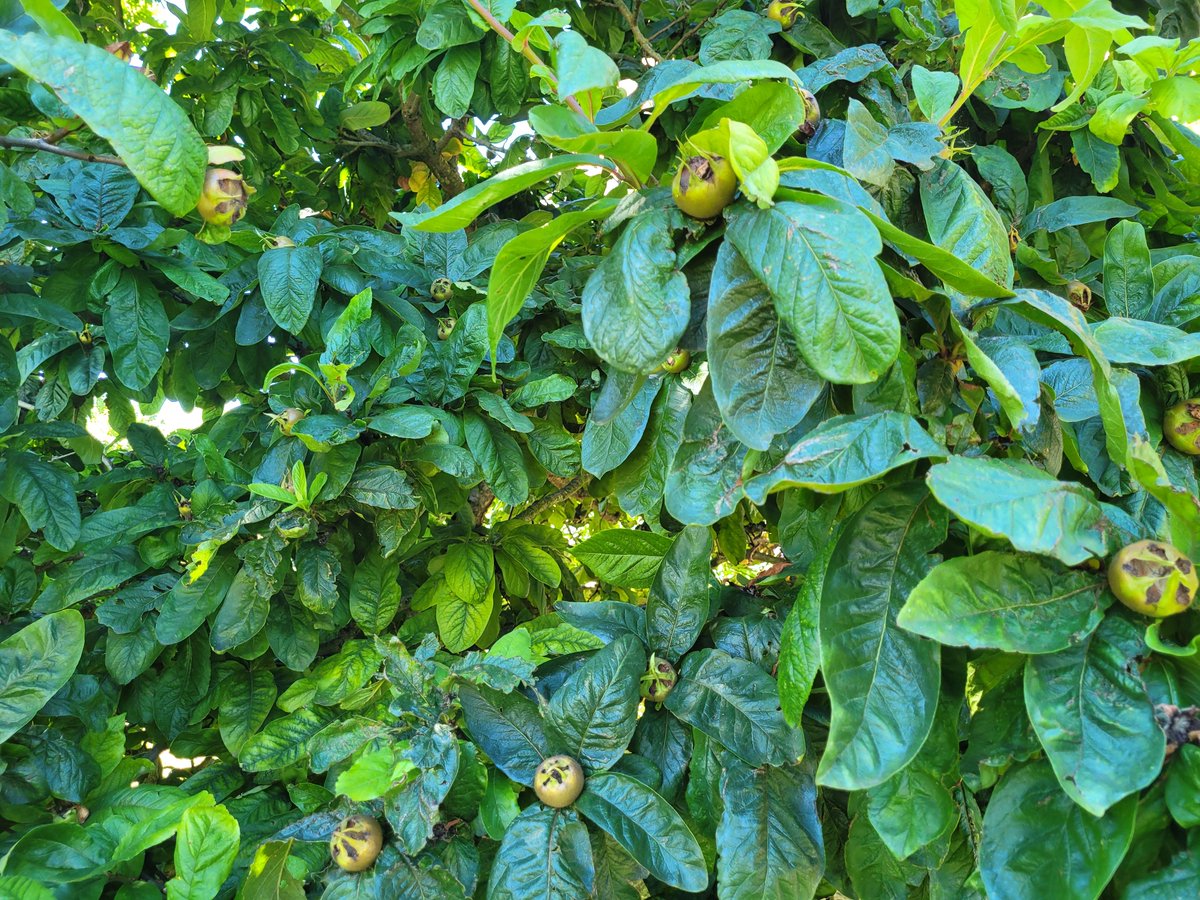LucieMR's tweet photo. A heavily laden Medlar at #SwafieldHall today @EastgateLarder https://t.co/N7IdbLMcEX
