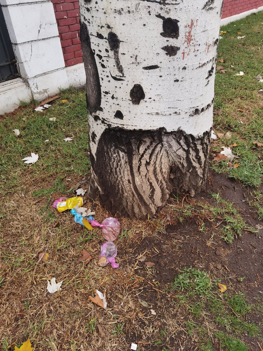 _Jaavy_'s tweet photo. Vespucio con latadia, los vecinos de las #condes se creen limpios y botan las mierdas de sus perros alado de un árbol, ¿que pensaran? Que se desintegraran esas bolsas #plasticas @Muni_LasCondes
#denuncia Es verdad hay muy pocos basureros pero en la esquina hay un basurero https://t.co/iEE1vf9rhN