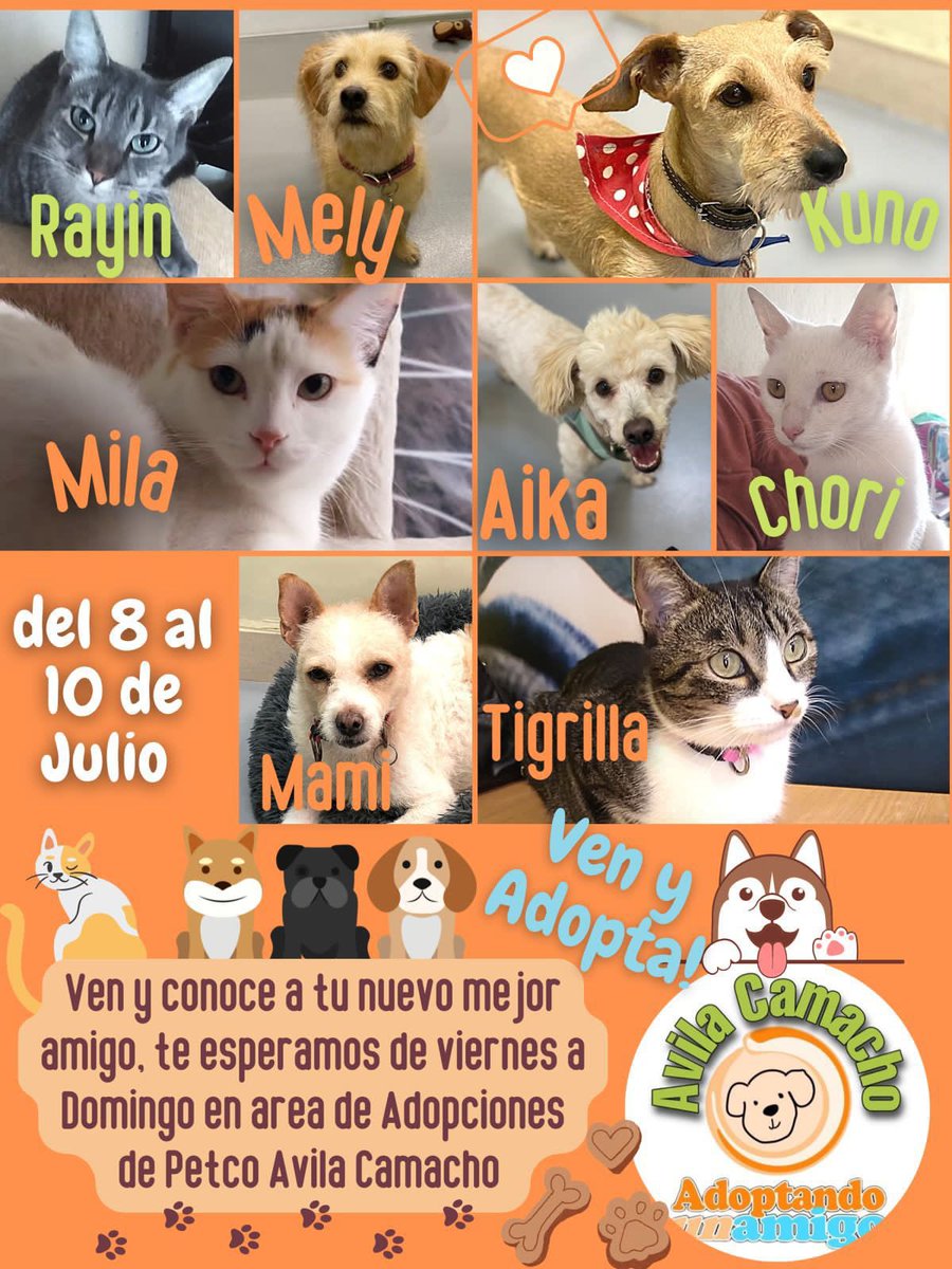 Adoptando un amigo tweet media