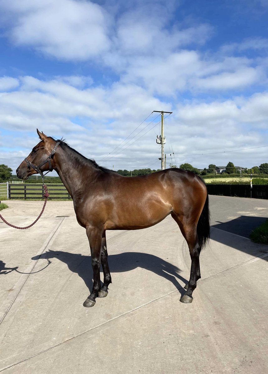 ReahMagee1's tweet photo. Lot 146 Smart 3yr old Filly.
Mahler ex Sizing Judy 
Sells on Wednesday day 1 off the @tatts_ireland sale. 
Consigned by @ballybreagh https://t.co/h4e9qoxW9c