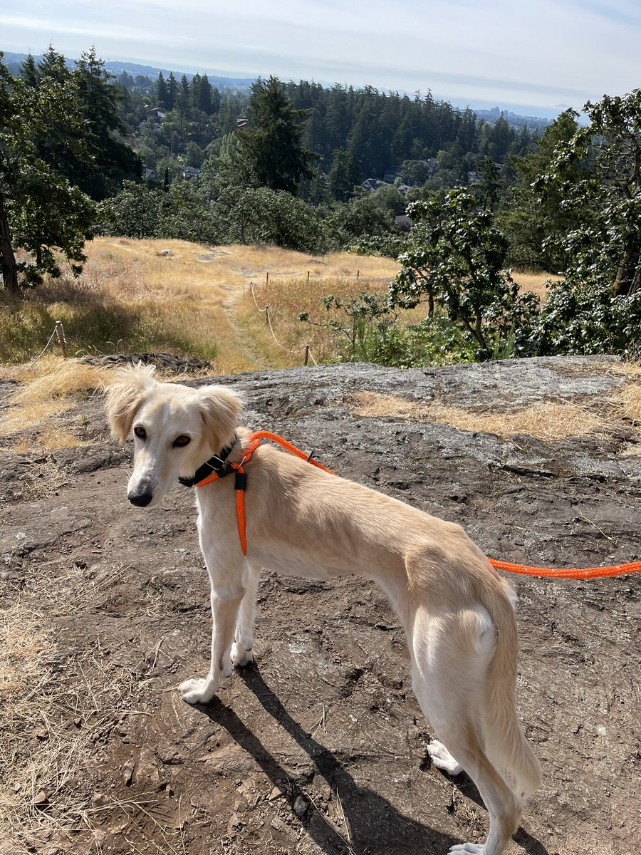Announcing the newest member of the Biggs family: little Luna! She is a rescue Saluki from Qatar like her brother but is a bit smaller and has way too much energy.