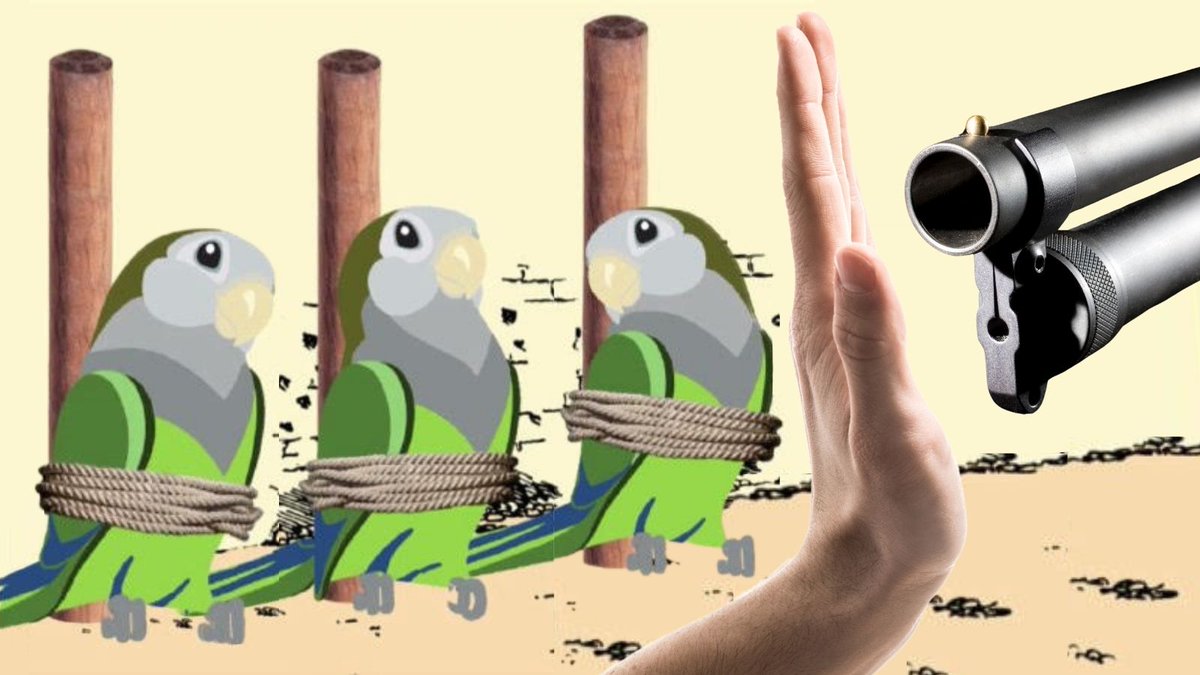 SOScotorras's tweet photo. ¡Vídeo imperdible en Youtube, ahora con subtítulos en español e inglés! Desde Polonia nos llega un reportaje sobre la masacre de @Madrid, Sevilla, etc. Sin bulos ni mentiras, la crónica del holocausto 🦜☠️🆘contada al mundo entero, bien explicado 📷 cedida https://t.co/e4o3NPNKGf https://t.co/t8sRhmKGkM
