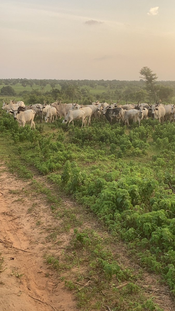 sulayyman_'s tweet photo. Was feeling better today, Decided to touch grass and see the Babies, Hamma @Abdulrahmanleme am I doings this right ? #Ruga #Fulanisation https://t.co/HpfqtpMStE