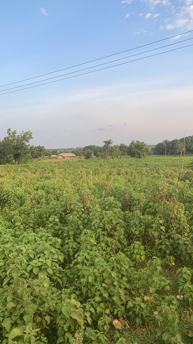 sulayyman_'s tweet photo. Was feeling better today, Decided to touch grass and see the Babies, Hamma @Abdulrahmanleme am I doings this right ? #Ruga #Fulanisation https://t.co/HpfqtpMStE